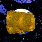 Acanthastrea echinata ultra red  - Thumbnail 2