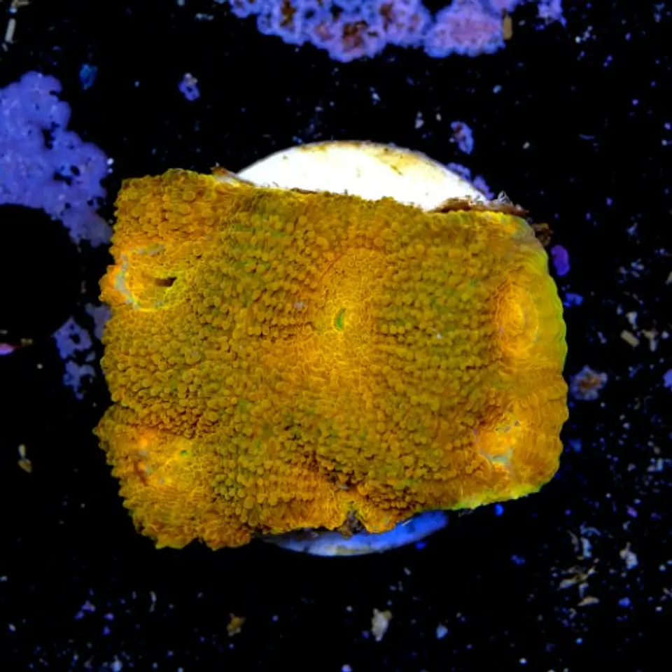 Acanthastrea echinata ultra red  2