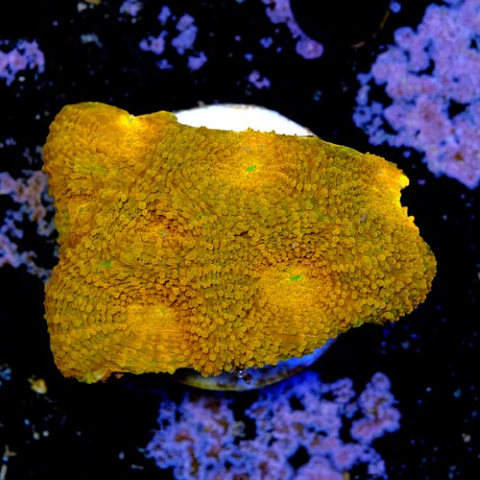 Acanthastrea echinata ultra red 