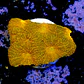Acanthastrea echinata ultra red  - Thumbnail 2