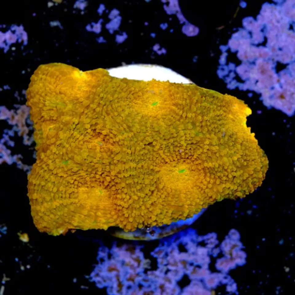 Acanthastrea echinata ultra red  2