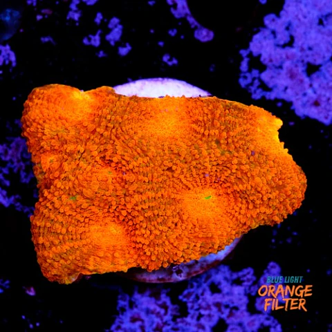 Acanthastrea echinata ultra red 