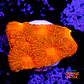 Acanthastrea echinata ultra red  - Thumbnail 1
