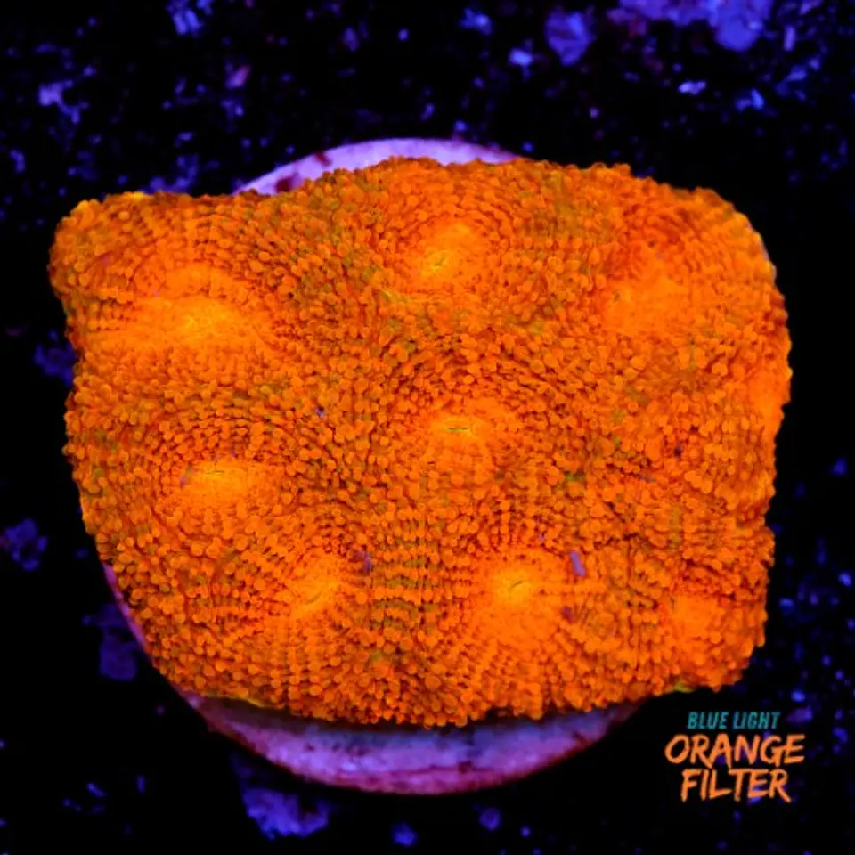 Acanthastrea echinata ultra red  1