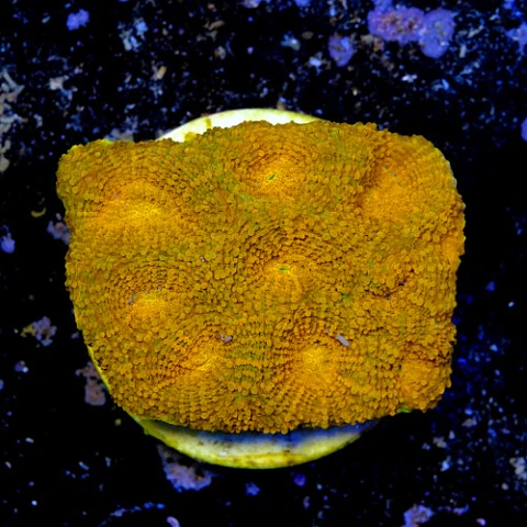 Acanthastrea echinata ultra red 