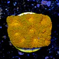 Acanthastrea echinata ultra red  - Thumbnail 2
