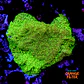 Pavona cactus ultra green - Thumbnail 1