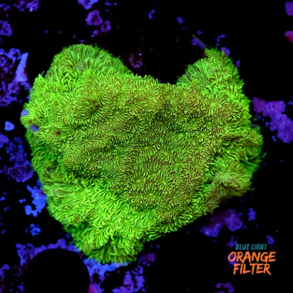 Pavona cactus ultra green 1