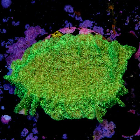 Pavona cactus ultra green