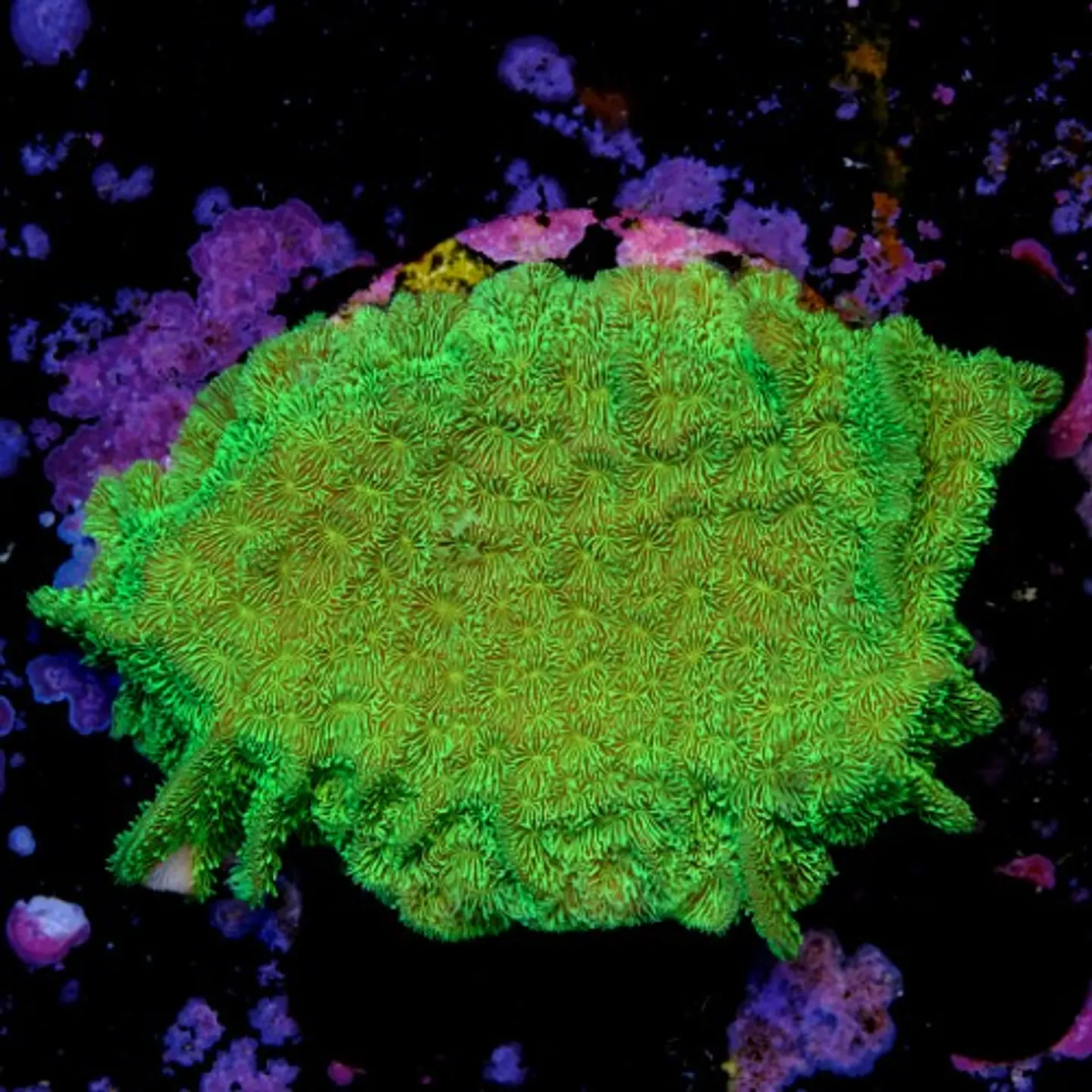 Pavona cactus ultra green 2