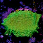 Pavona cactus ultra green - Thumbnail 2