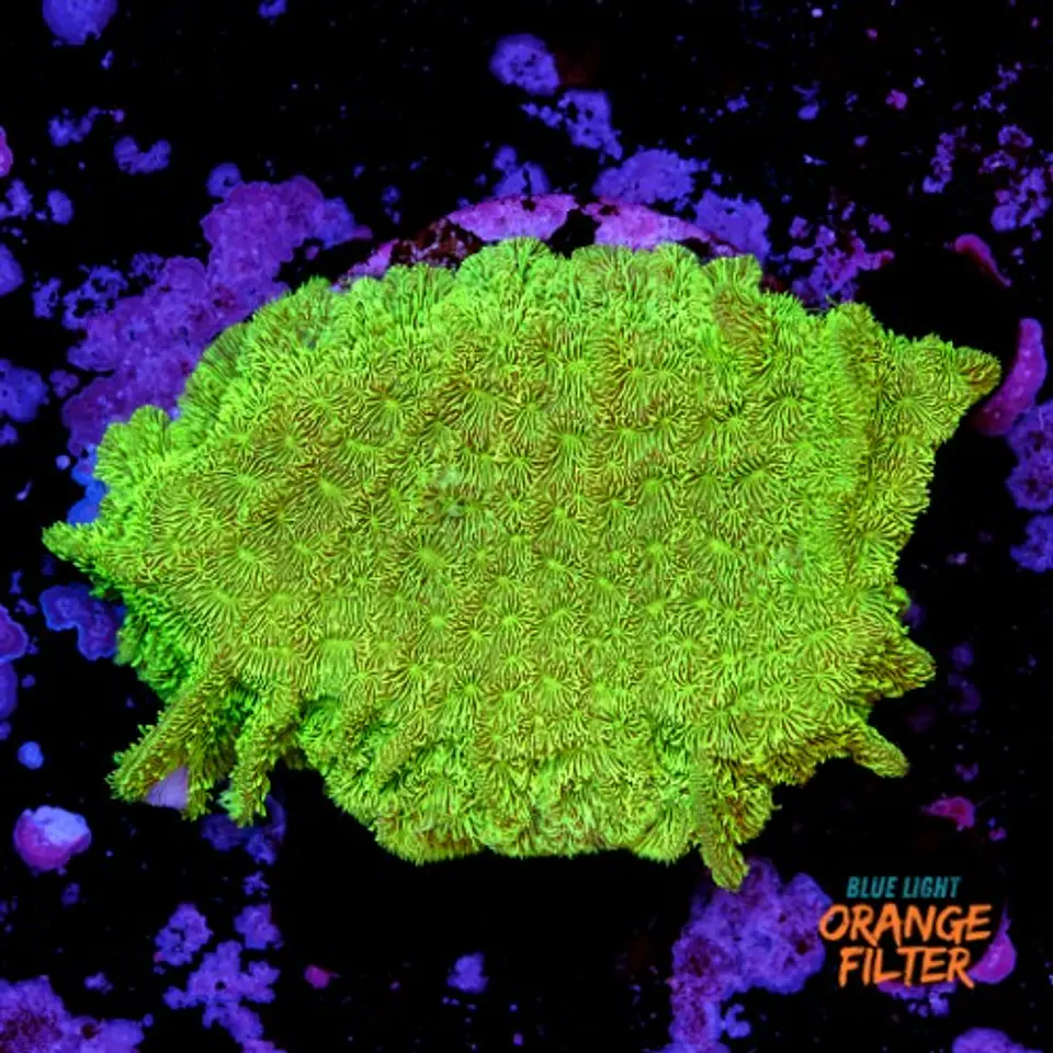 Pavona cactus ultra green 1