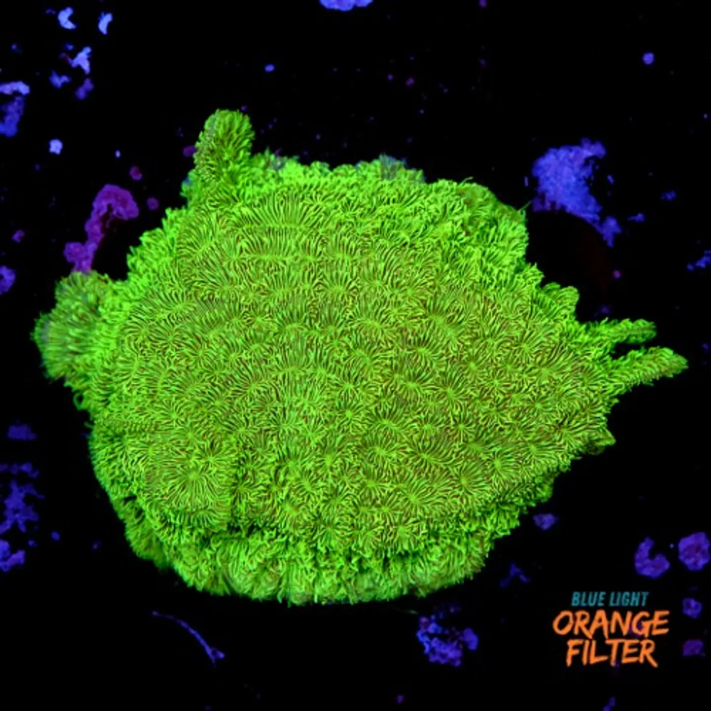 Pavona cactus ultra green 1