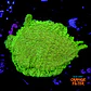 Pavona cactus ultra green - Thumbnail 1