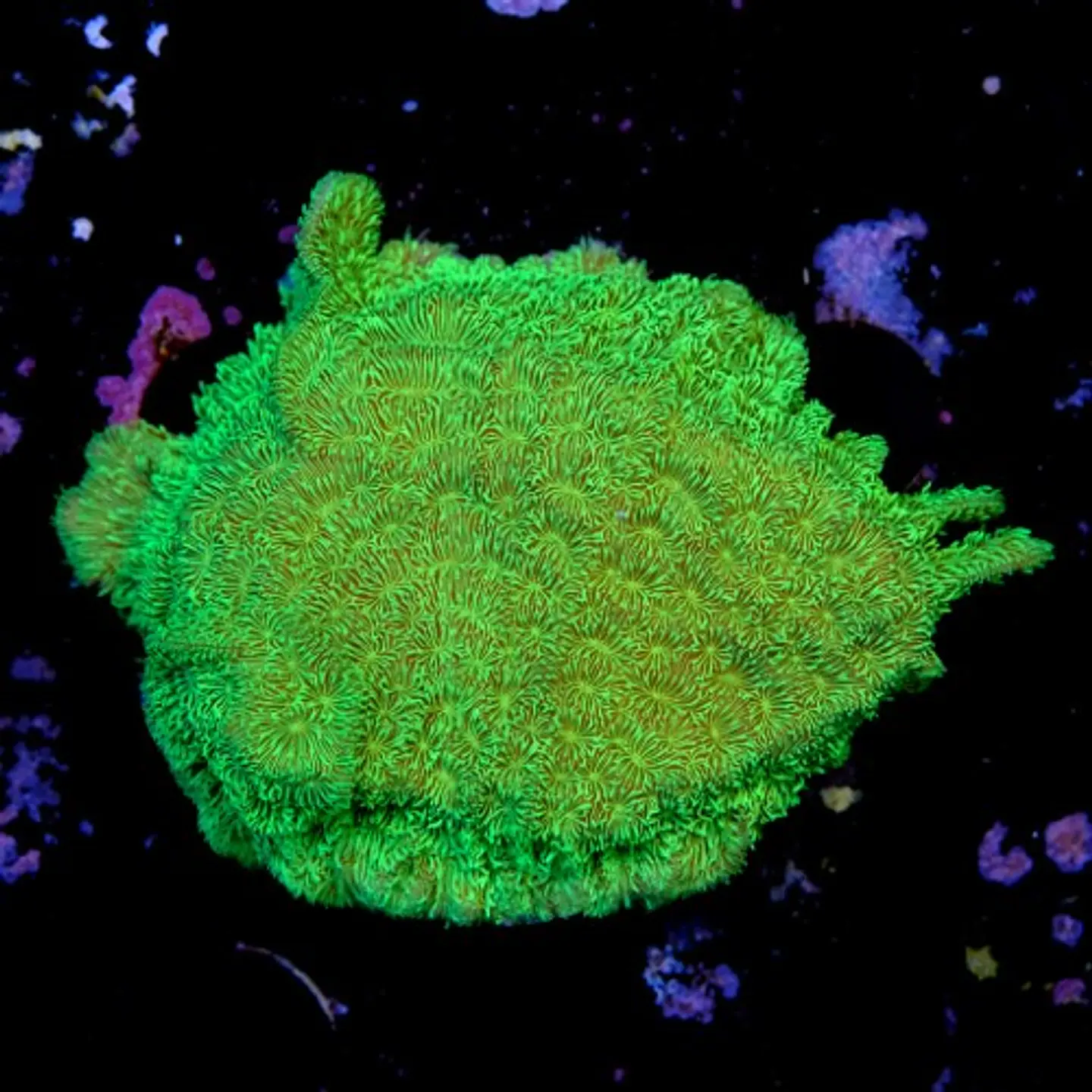 Pavona cactus ultra green 2