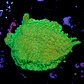 Pavona cactus ultra green - Thumbnail 2