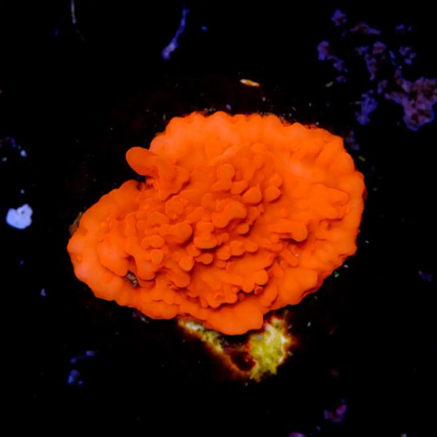 Montipora setosa 2