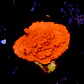 Montipora setosa - Thumbnail 2