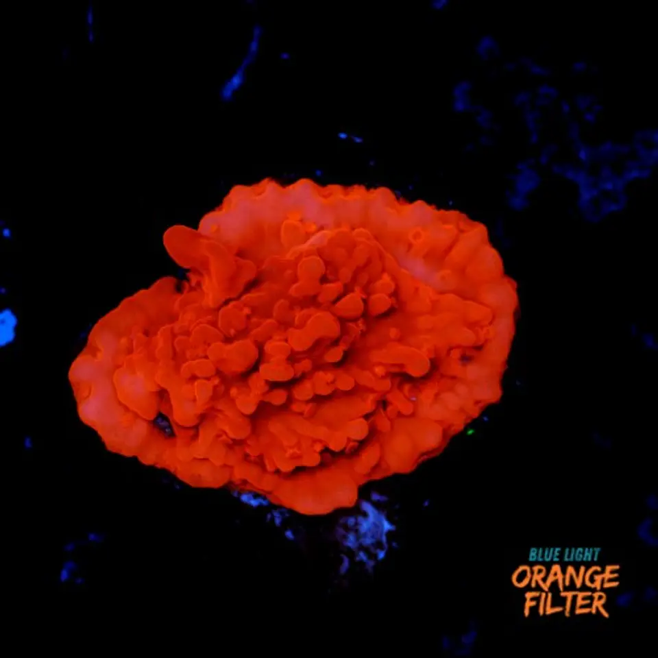Montipora setosa 1