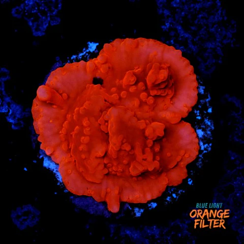 Montipora setosa