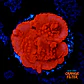 Montipora setosa - Thumbnail 1