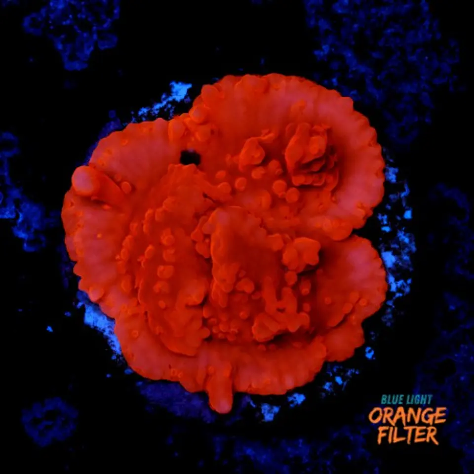 Montipora setosa 1