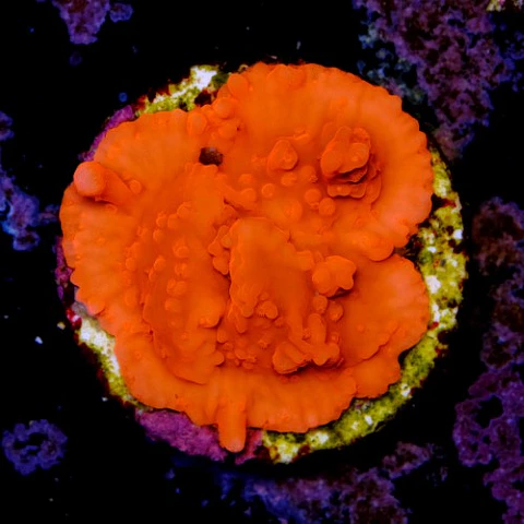 Montipora setosa