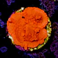 Montipora setosa - Thumbnail 2
