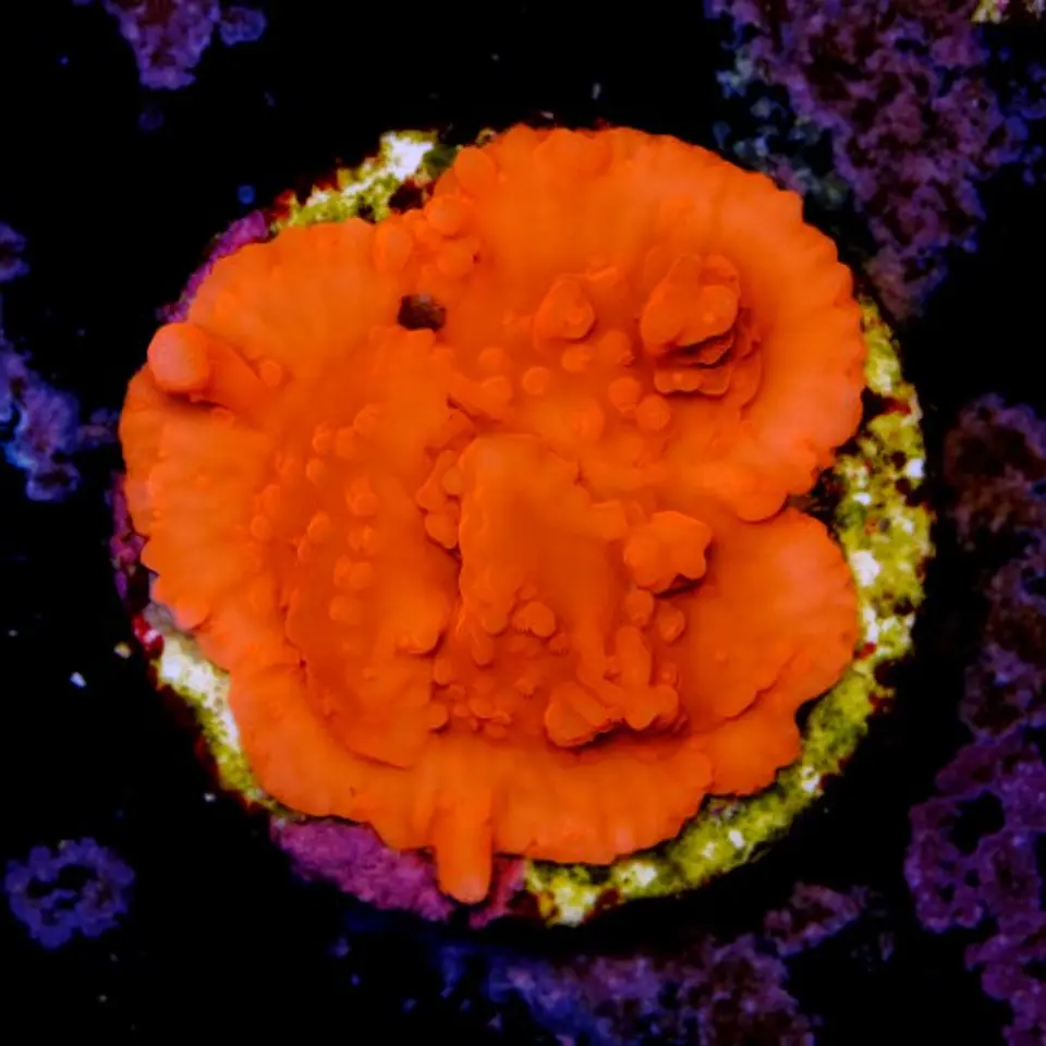 Montipora setosa 2