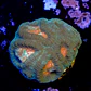 Favia demon eye  - Thumbnail 2