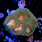 Favia demon eye  - Thumbnail 2