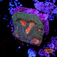 Favia demon eye  - Thumbnail 1