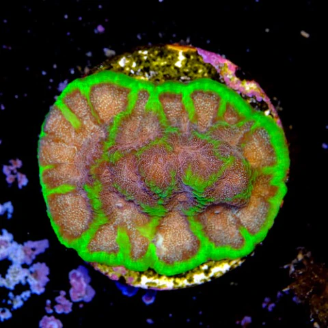 Favia bejeweled