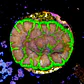 Favia bejeweled - Thumbnail 2