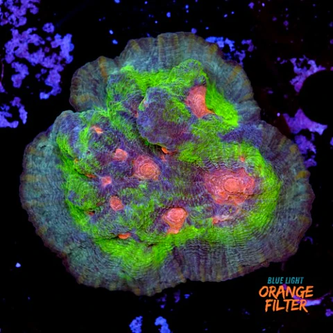 Pectinia rainbow