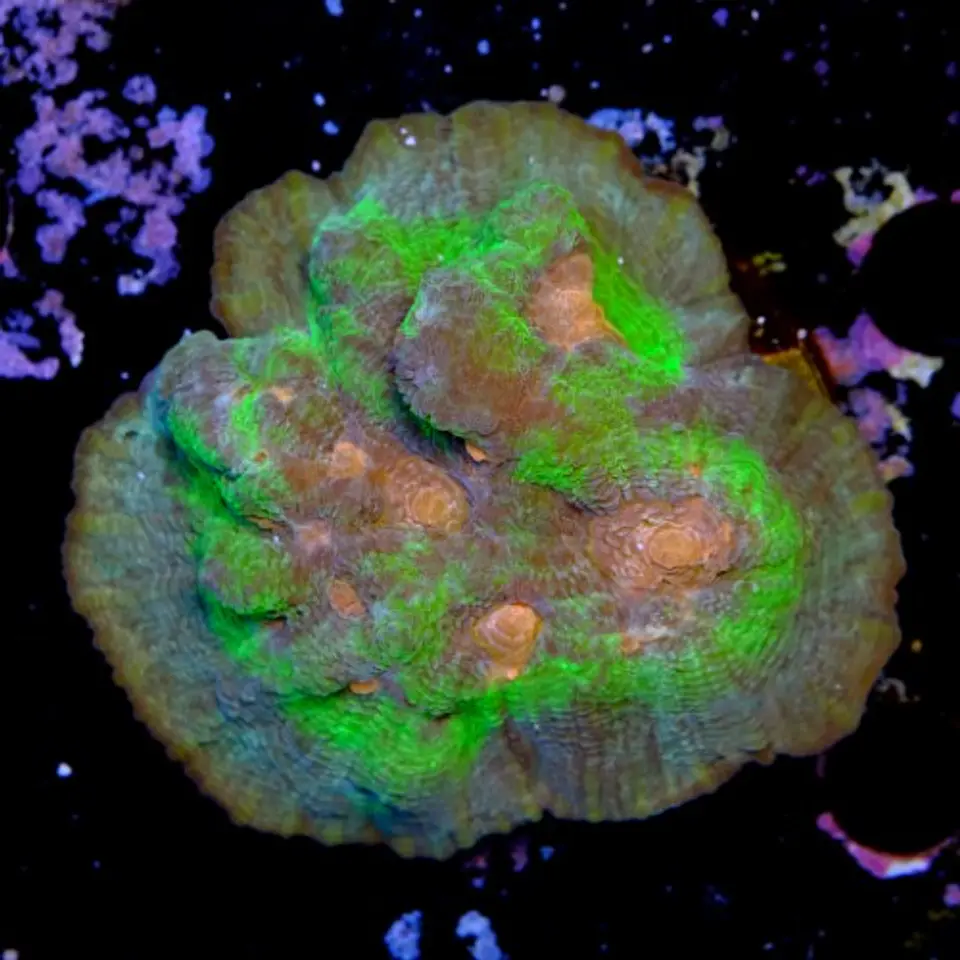 Pectinia rainbow 2