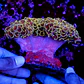 Euphyllia hammer coral (+13cm) - Thumbnail 3