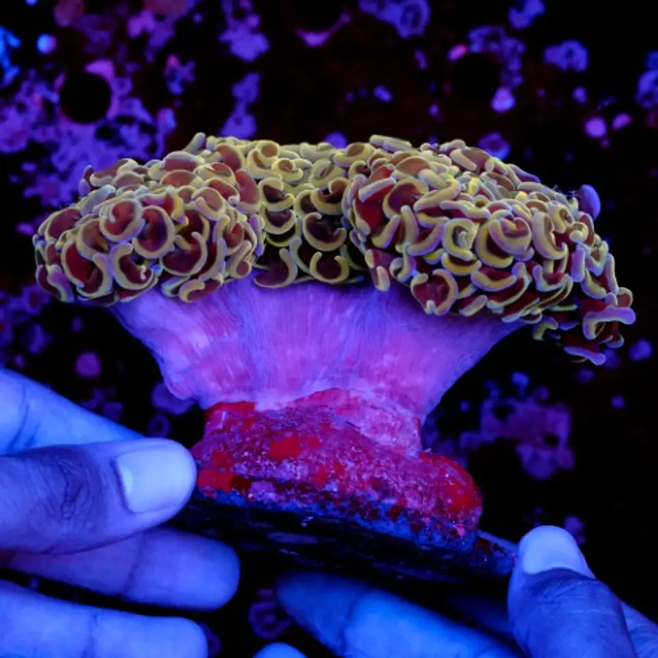 Euphyllia hammer coral (+13cm) 3