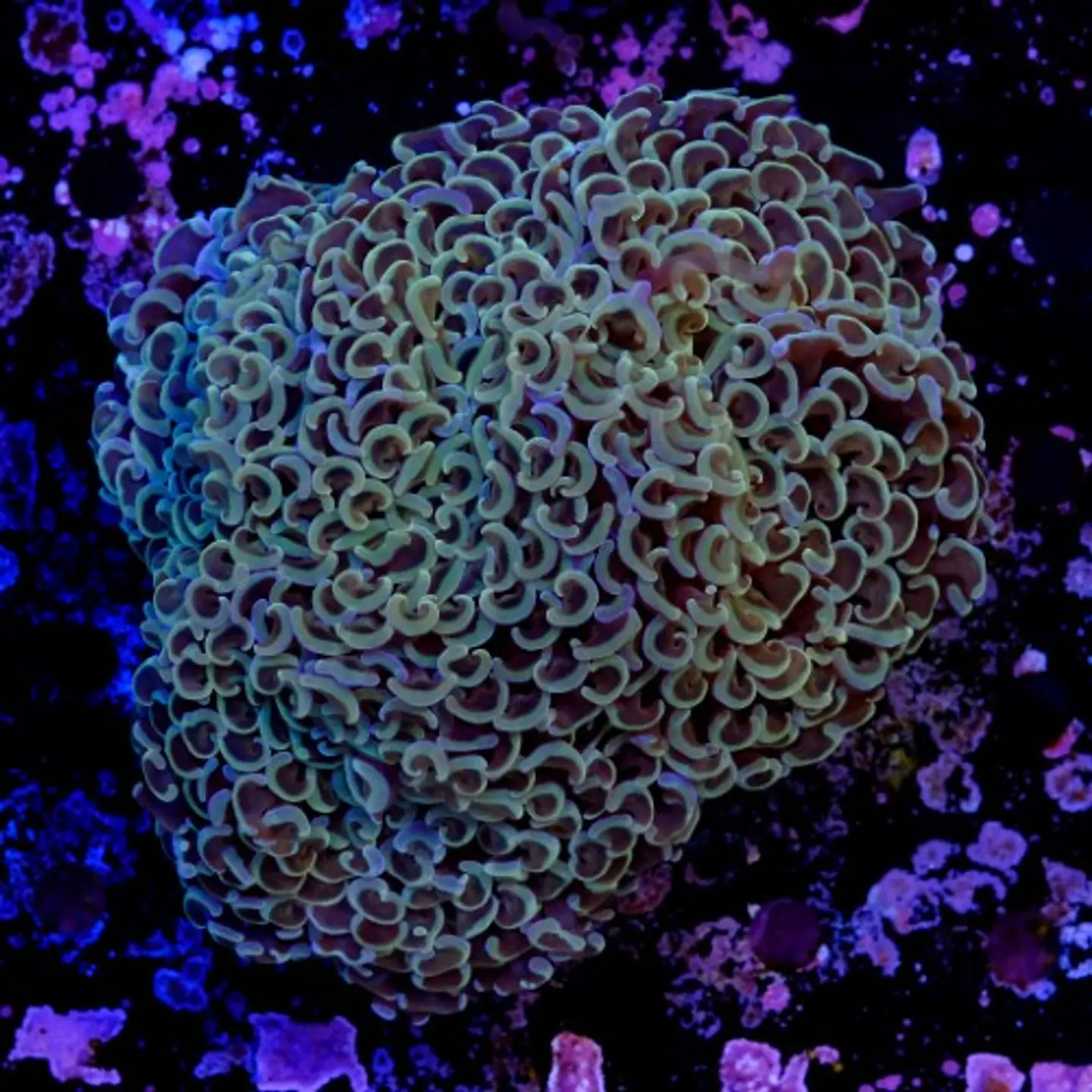 Euphyllia hammer coral (+13cm) 2