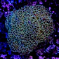 Euphyllia hammer coral (+13cm) - Thumbnail 2