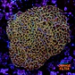 Euphyllia hammer coral (+13cm) - Thumbnail 1