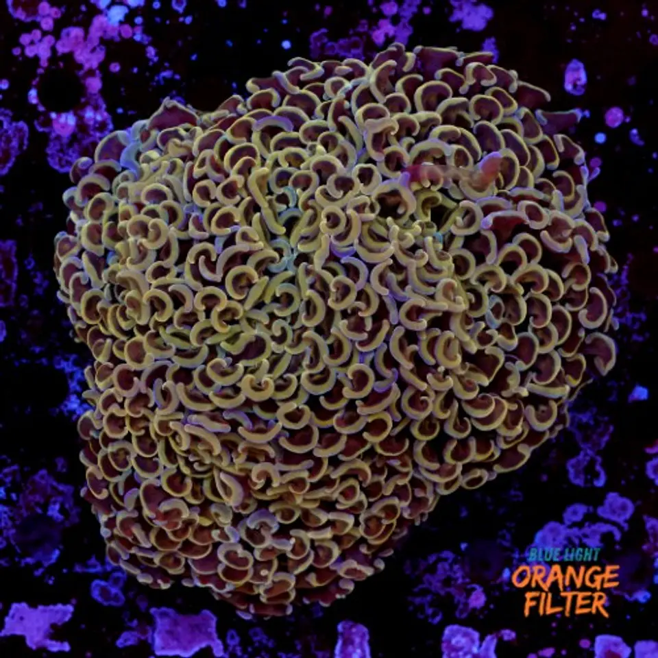 Euphyllia hammer coral (+13cm) 1
