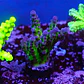 Acropora tortuosa - Thumbnail 1