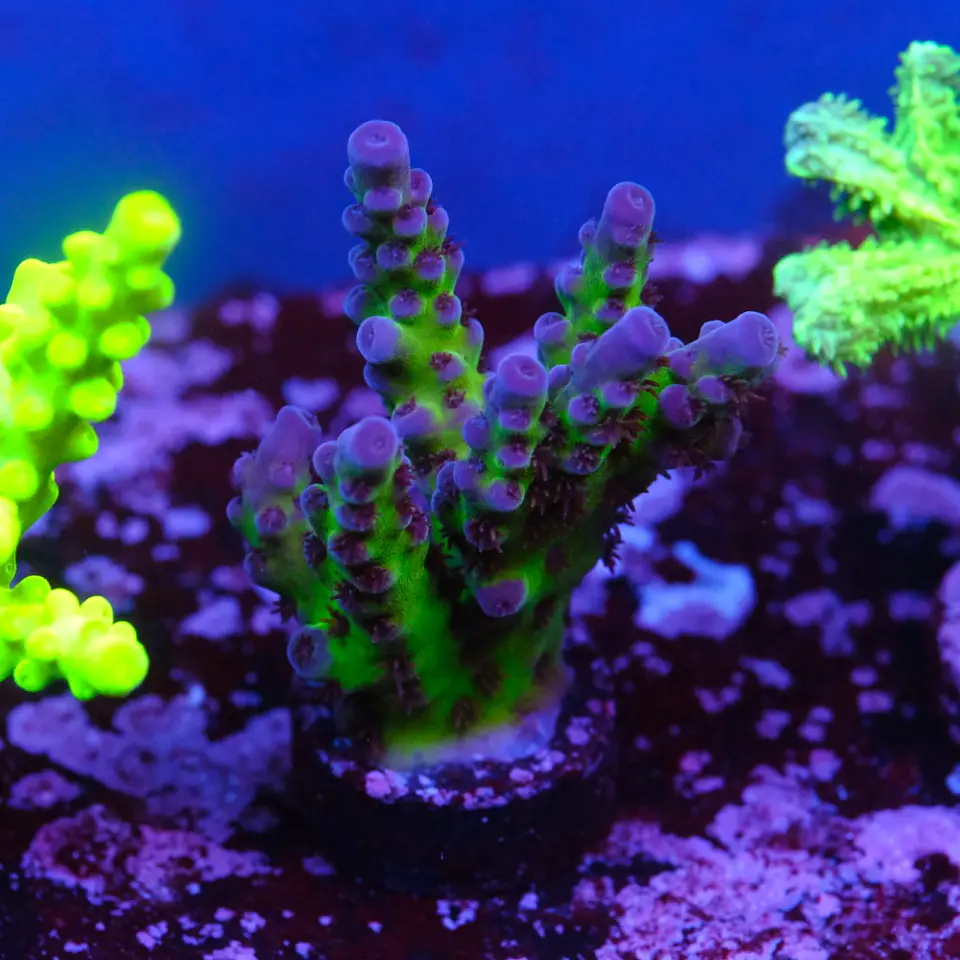 Acropora tortuosa 1
