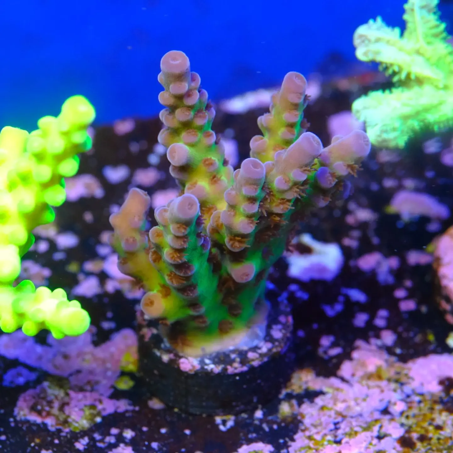 Acropora tortuosa 2