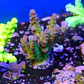Acropora tortuosa - Thumbnail 2