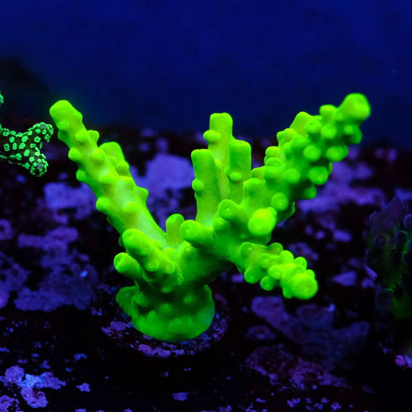 Acropora austera 1