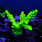 Acropora austera - Thumbnail 1