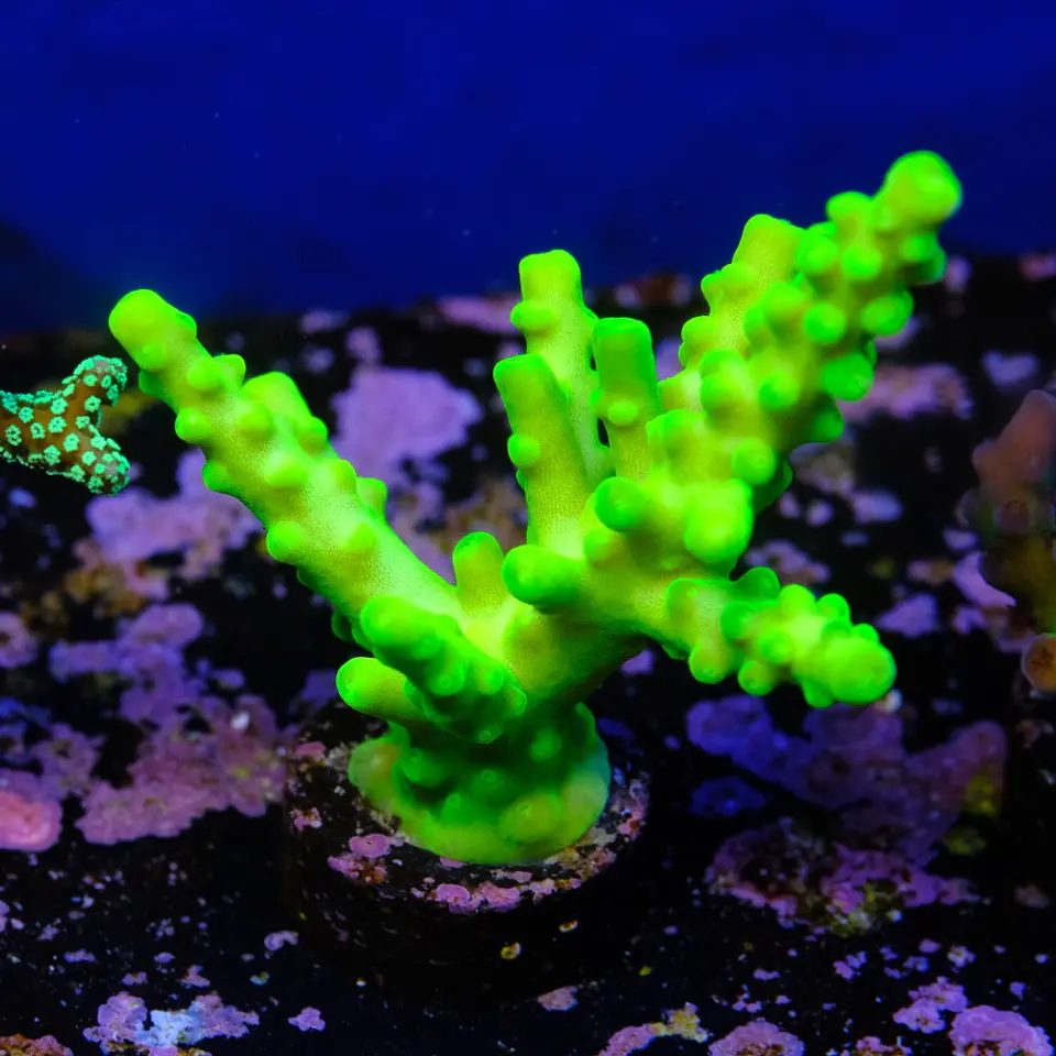 Acropora austera 2