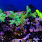Seriatopora caledrium  - Thumbnail 2